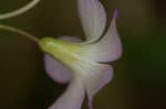 Violet woodsorrel